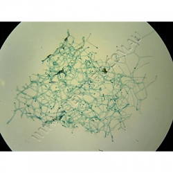 K1689-Porifera-Commercial-sponge-wm-of-spongin-network.jpg